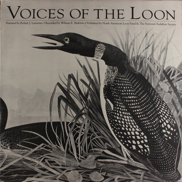 Great Northern Loon - Voices Of The Loon